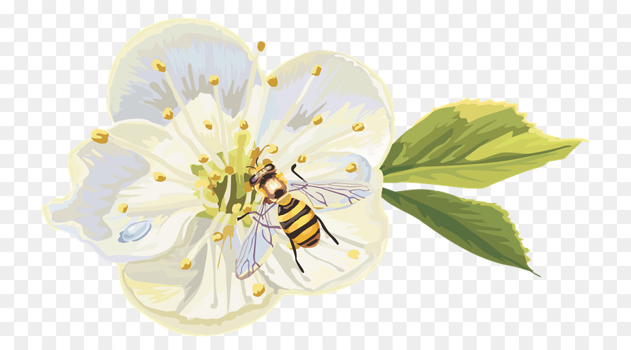 Abeja En Flor，Insecto PNG