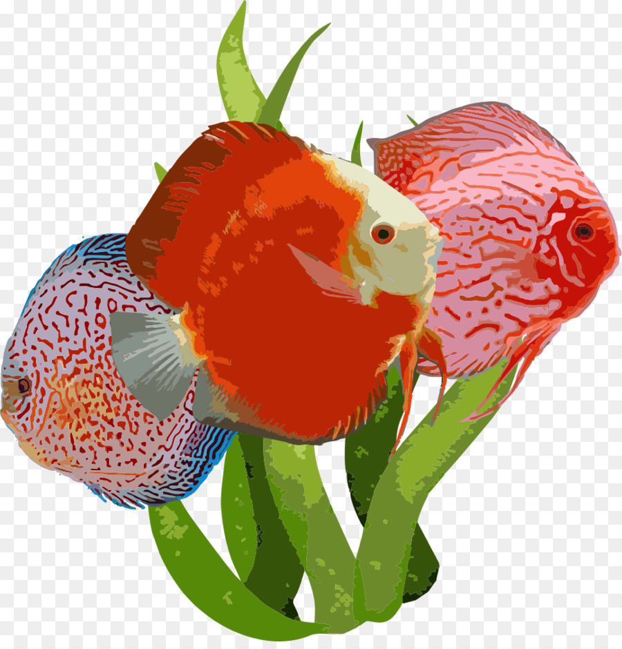 Pez，Acuario PNG