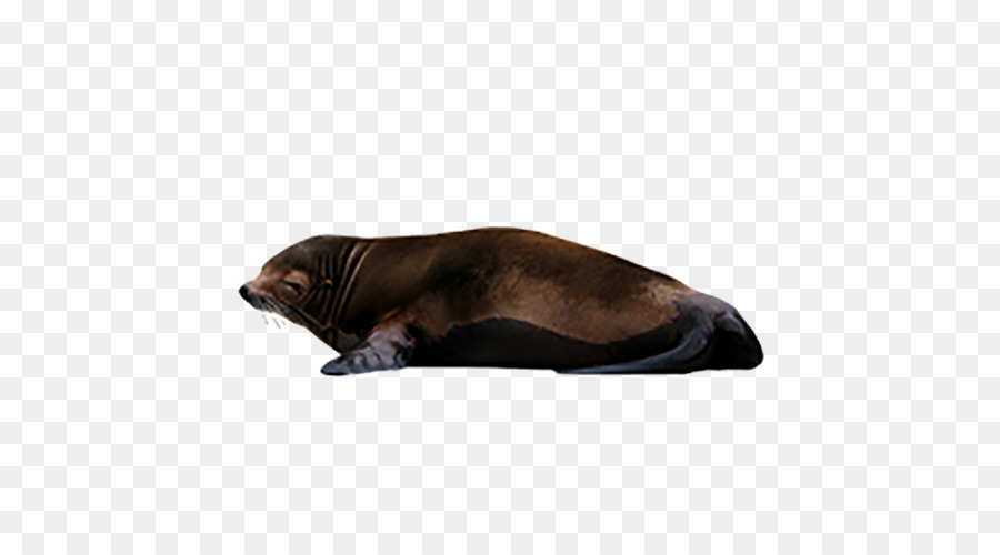 Foca Dormida，Marina PNG