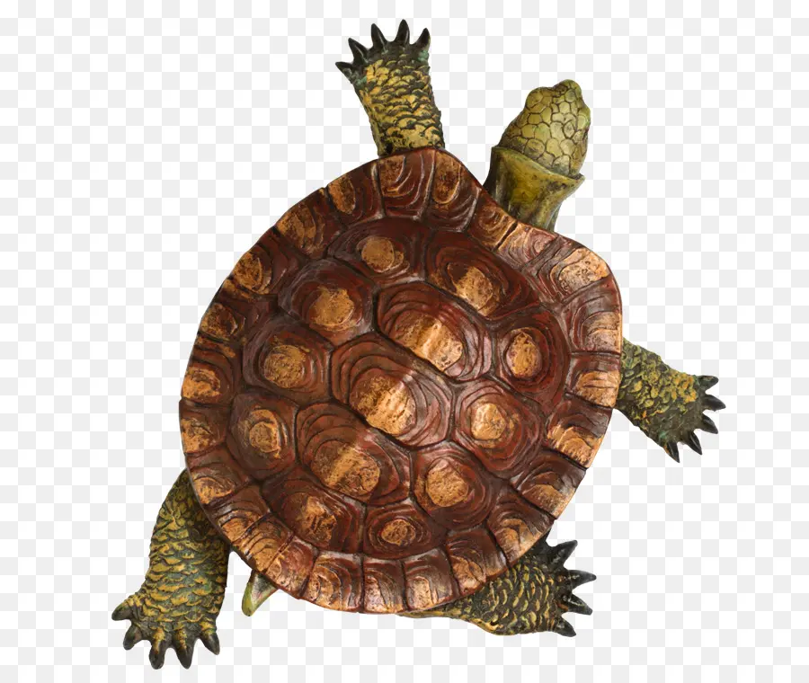 Tortuga，El Caparazón De La Tortuga PNG