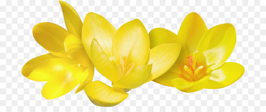 Iconos De Equipo，Crocus Flavus PNG