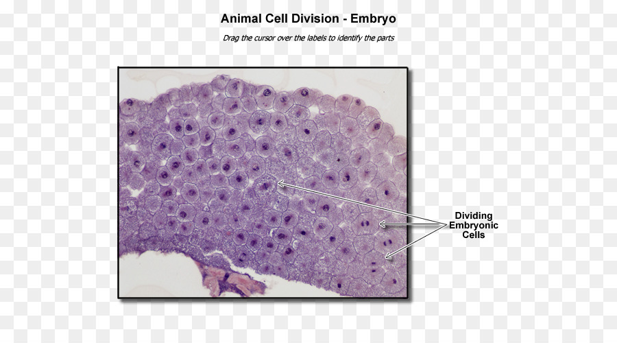 Celúla，Embrión PNG