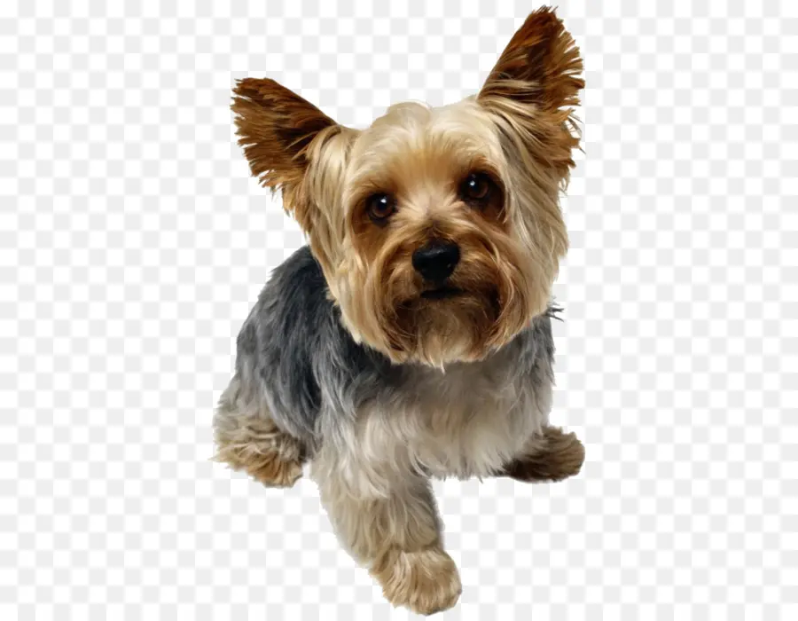 Terrier De Yorkshire，Mascota PNG