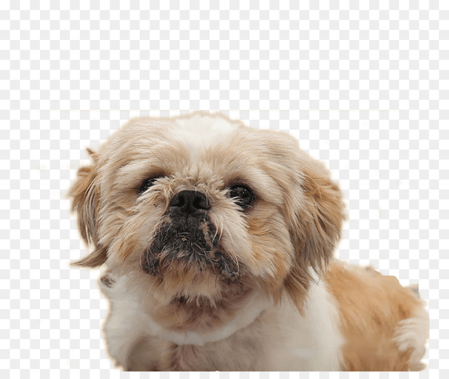 Perro Pequeño，Cachorro PNG