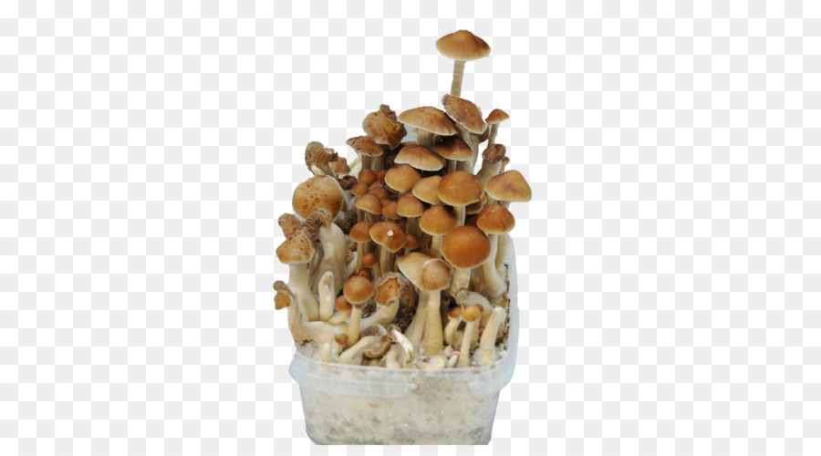 Shiitake，Pan PNG