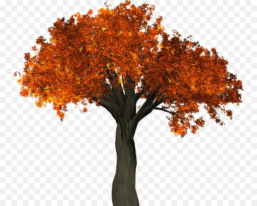 Árbol，Hojas PNG