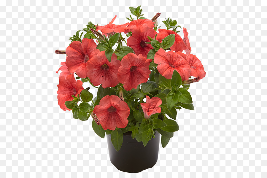 Flor，Rojo PNG