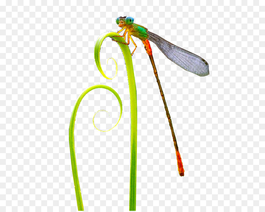 Los Insectos，Libélula PNG