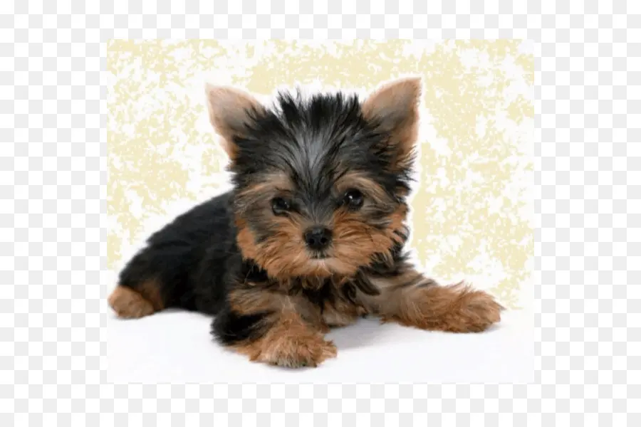 Yorkshire Terrier，West Highland White Terrier PNG