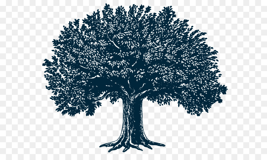 Árbol，Royaltyfree PNG