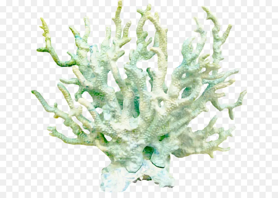 Coral，Arrecife De Coral PNG