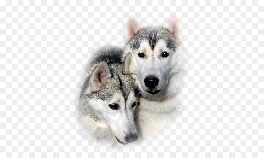 Perros Esquimales，Perros PNG