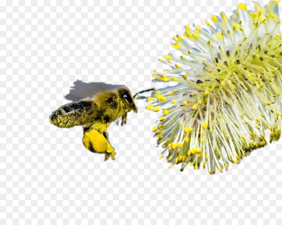 Abeja Y Flor，Polinización PNG