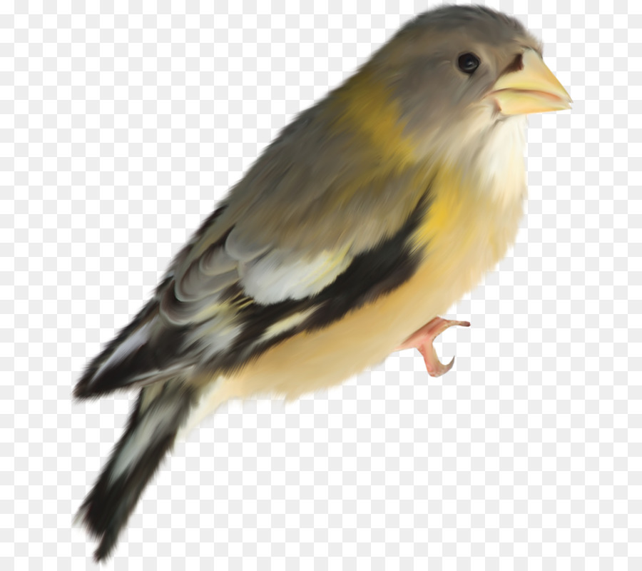 Pájaro Naranja，Plumas PNG