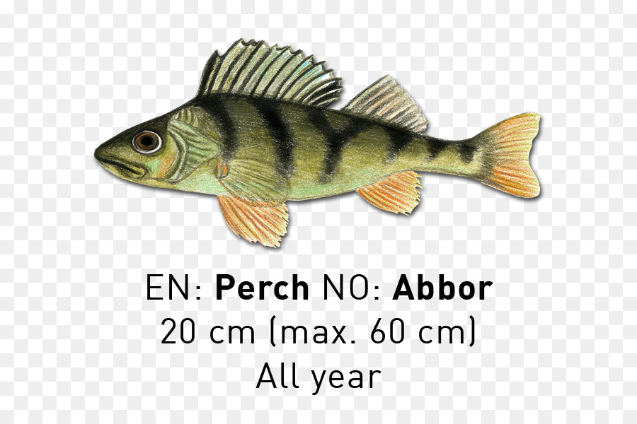 La Perca，Los Peces PNG