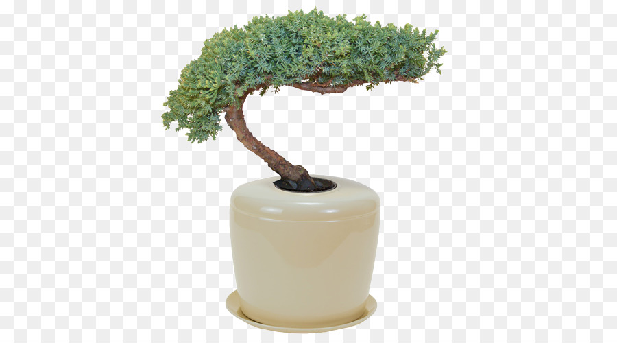 Bonsai，Urna PNG