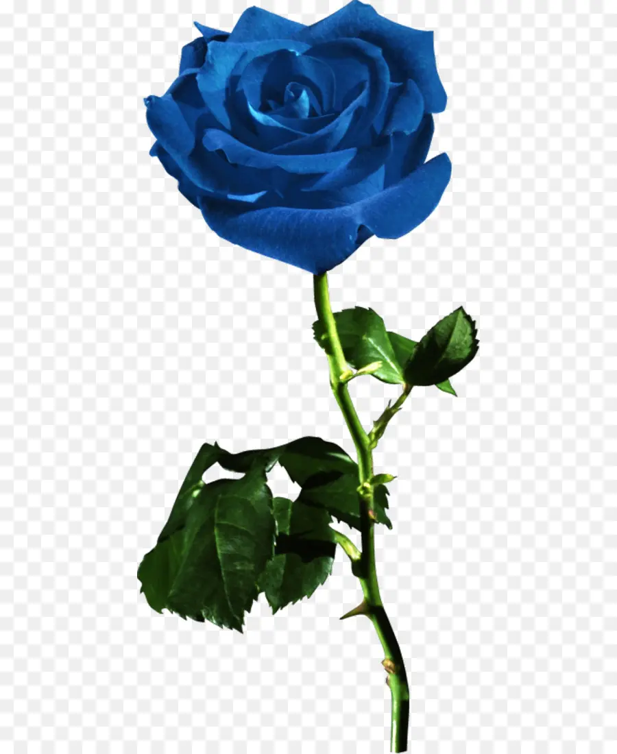 Rosas De Jardín，Rosa Azul PNG