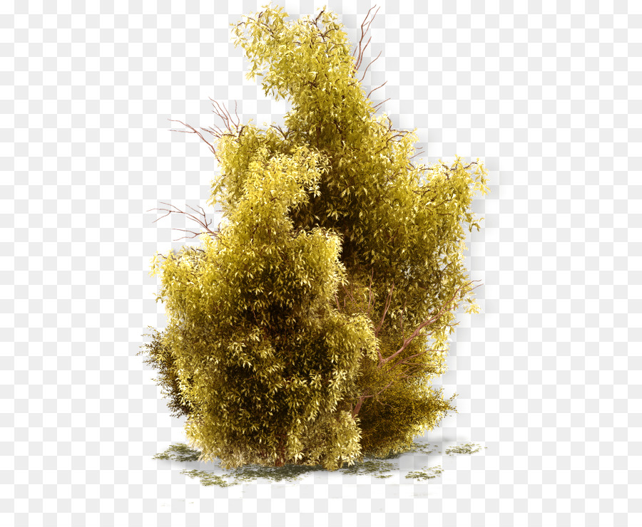 Árbol，Arbusto PNG