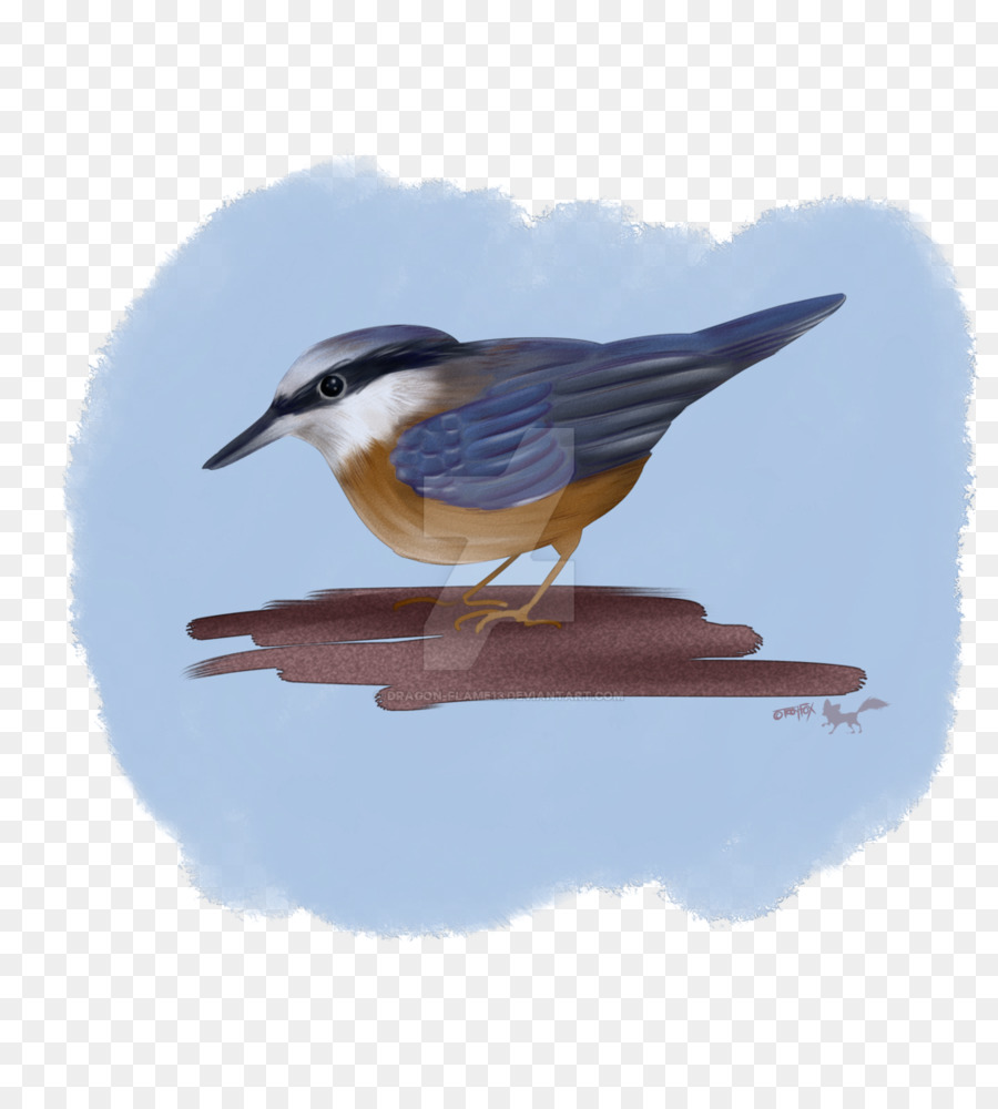 Dibujo，Aves PNG