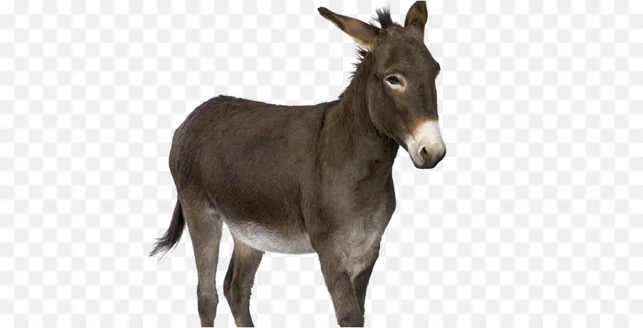 Burro，Ganado PNG