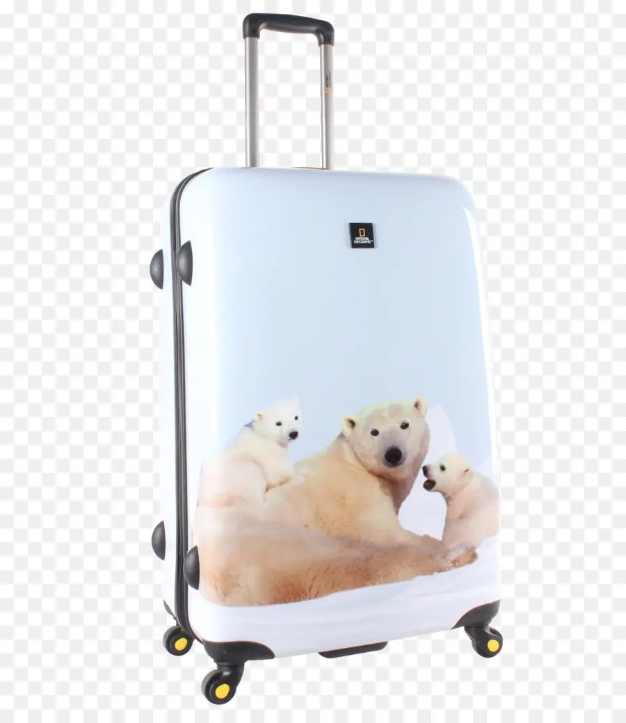 Oso Polar，Oso PNG