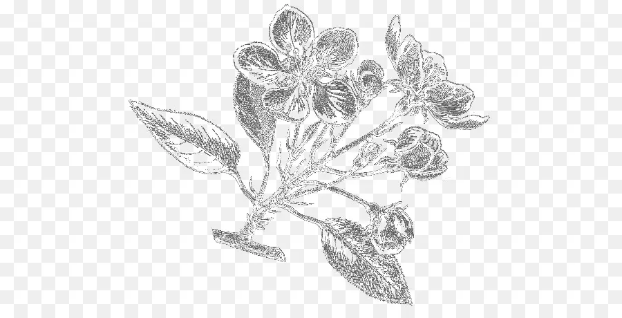 Bosquejo De Flores，Dibujo PNG