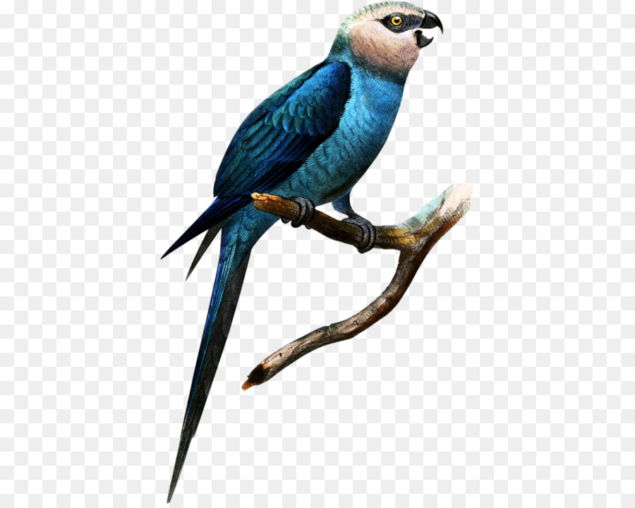 Guacamayo，Aves PNG