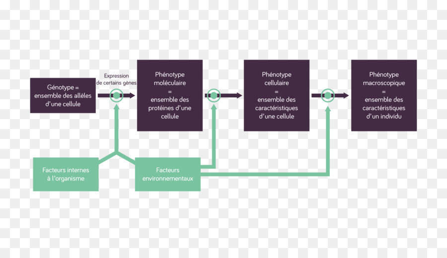 Marca，Diagrama De PNG