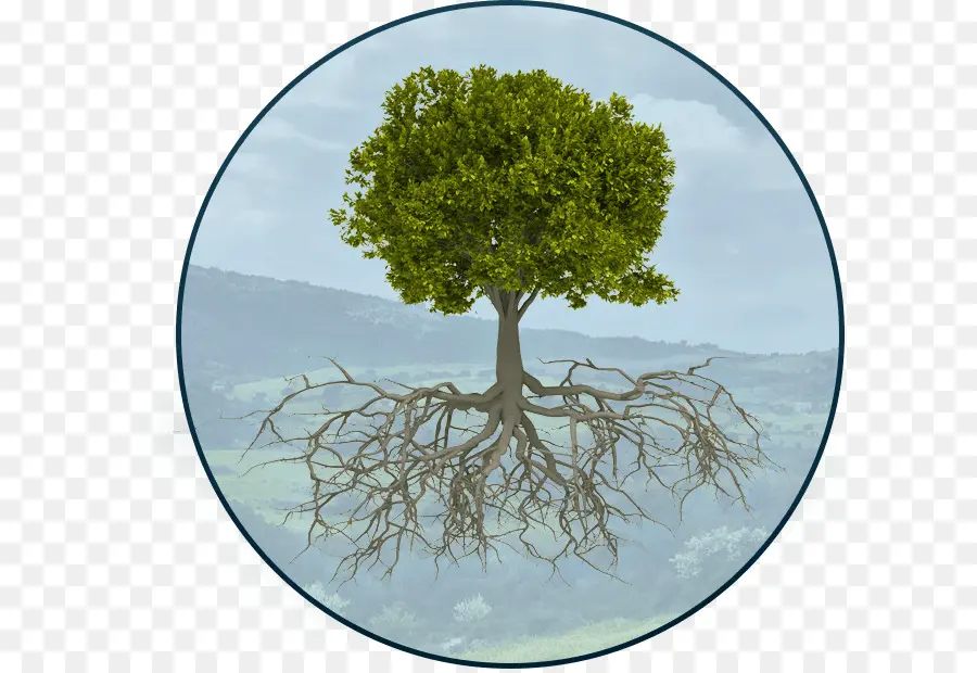 árbol Con Raíces，Naturaleza PNG