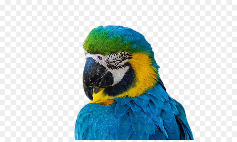 Loro，Verde PNG