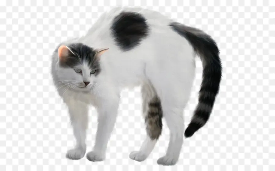 Gatito，Gato Doméstico De Pelo Corto PNG