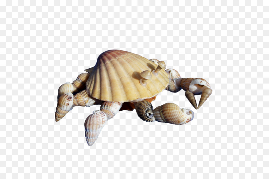 Las Tortugas De Caja，Tortuga PNG