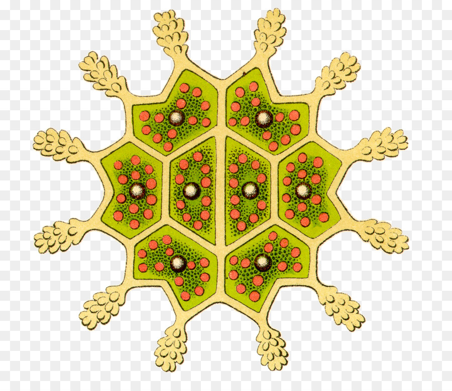 Las Formas De Arte En La Naturaleza，Pediastrum PNG