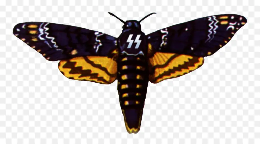 La Mariposa Monarca，La Polilla PNG