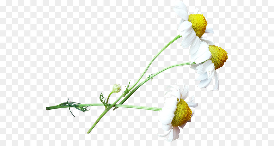 Flores Blancas，Florecer PNG