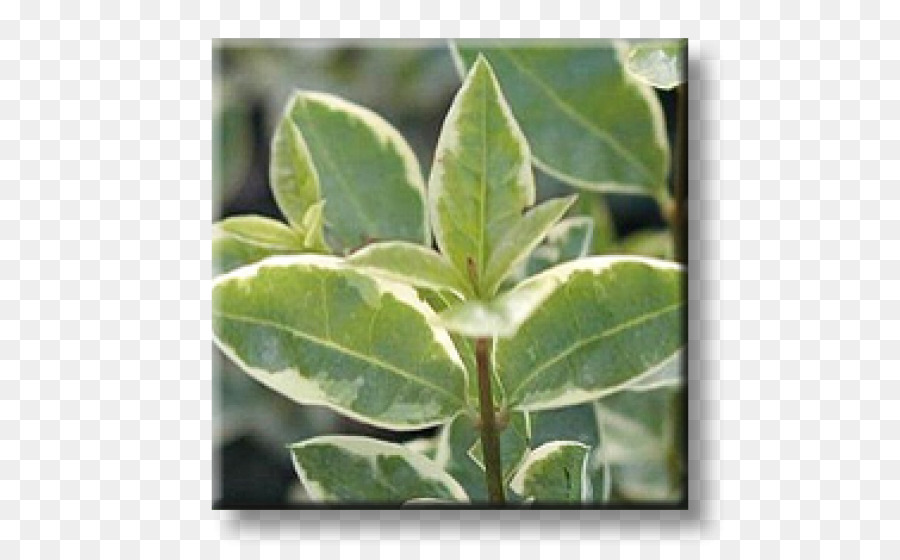 Hoja，Ligustrum Ovalifolium PNG