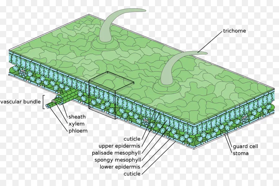 La Epidermis，Hoja PNG