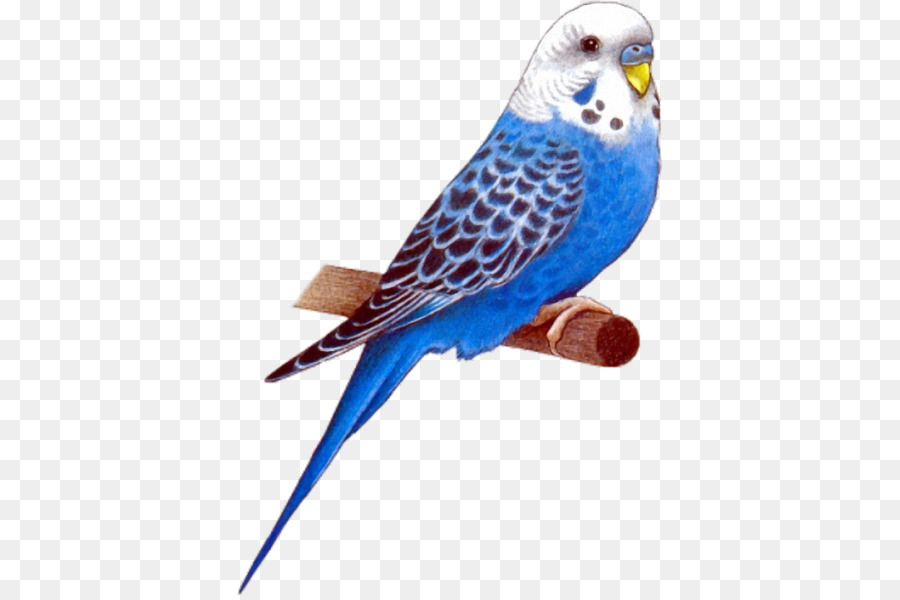 Pájaro Azul，Perca PNG