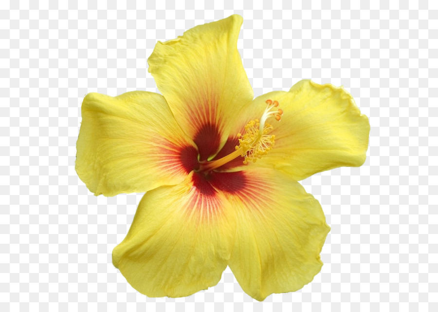 Amarillo，Flor PNG