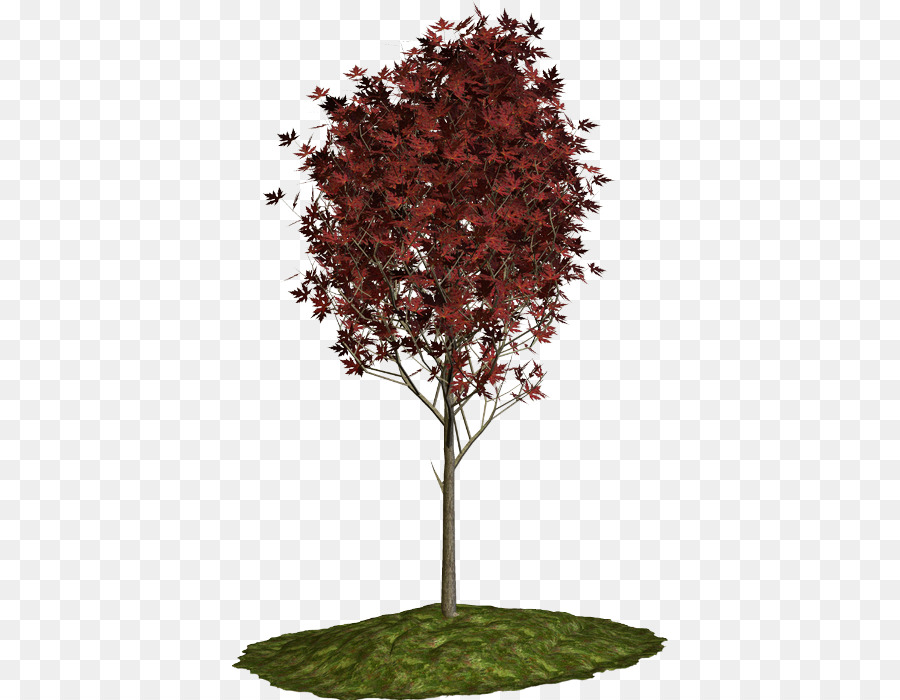 Árbol，Planta PNG