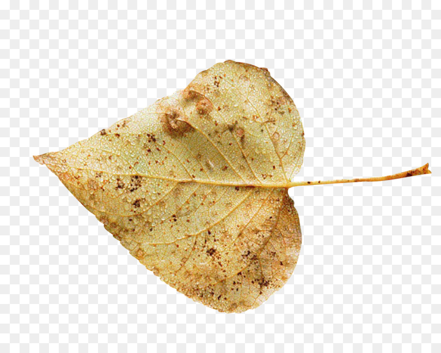 Hoja，Planta PNG