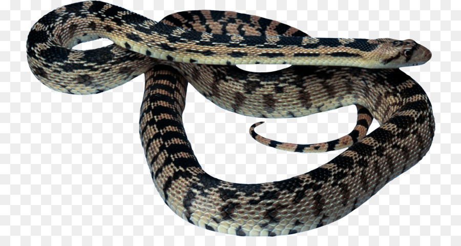 Serpiente，Reptil PNG