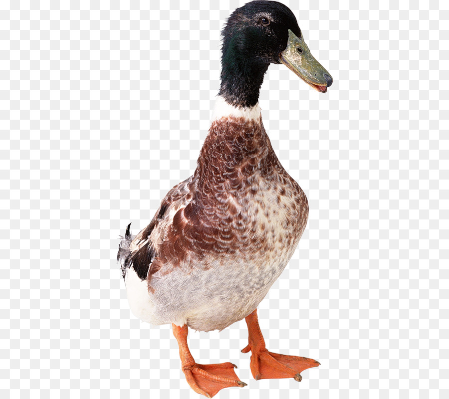 Pato，Ganso PNG