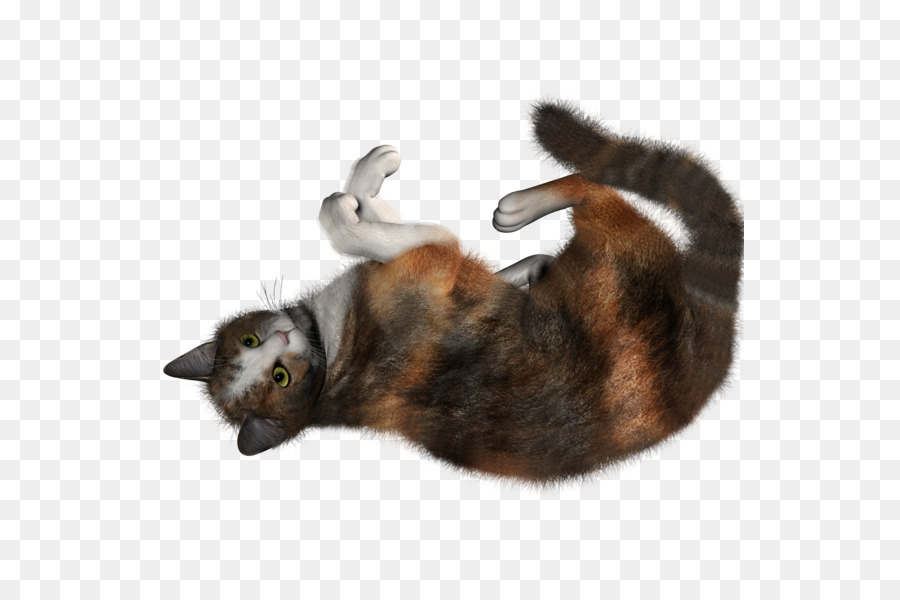 Gatito，Gato Siamés PNG