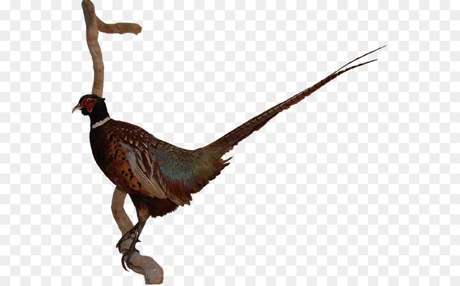 Faisán，Pluma PNG