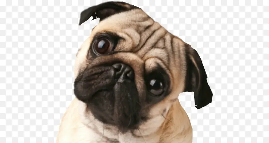 Pug，Cachorro PNG