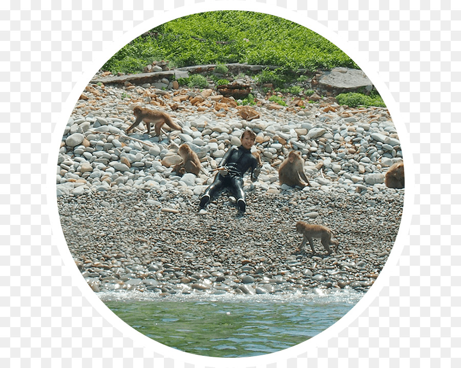 波勝崎 Parque De La Playa Del Mono，Ola Sheng Qi Yuan Ape Parque PNG