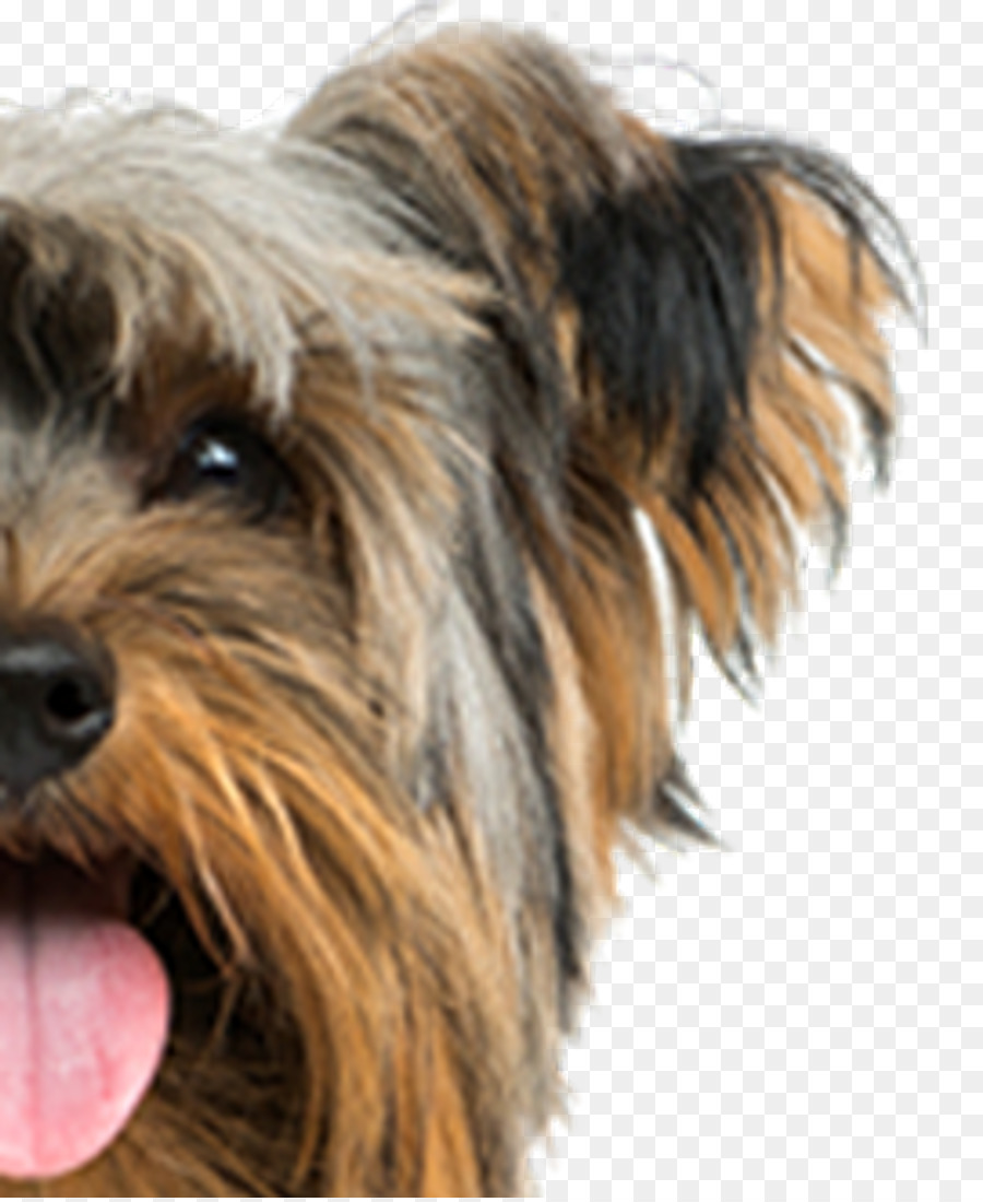 Yorkshire Terrier，Airedale Terrier PNG