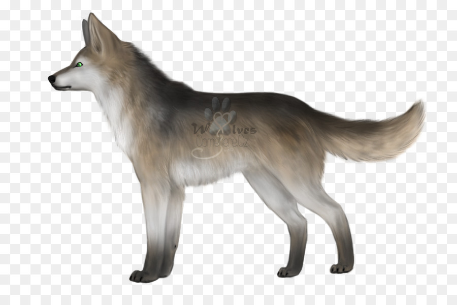 Perro Lobo Saarloos，Wolfdog Checoslovaco PNG