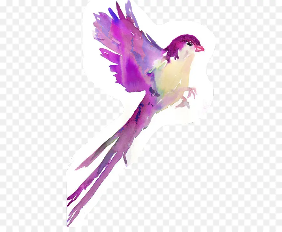 Pájaro Colorido，Vuelo PNG